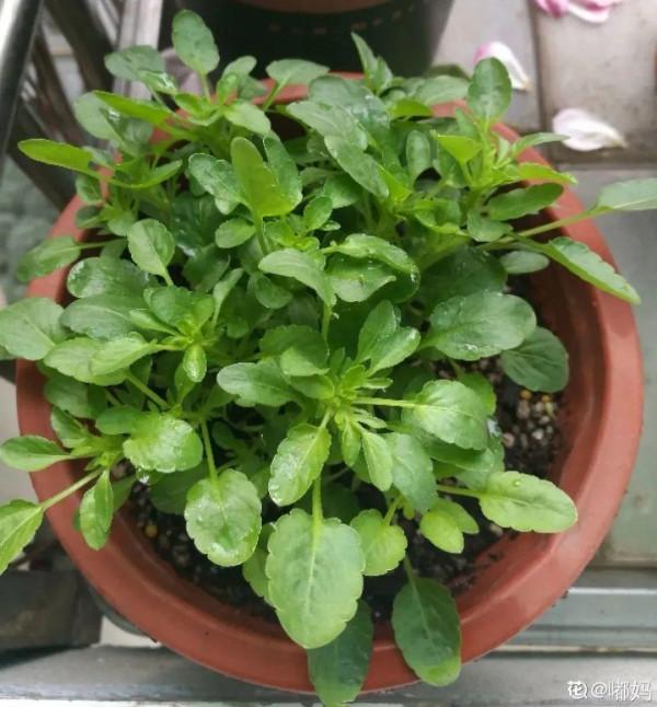 屋裡養盆“香水花”,活脫脫的“活香水”,滿屋香味還特別耐寒 屋裡養盆“香水花”,活脫脫的“活香水”,滿屋香味還特別耐寒