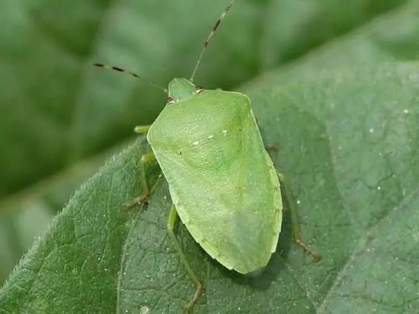 中國常見動植物(動物篇八)
