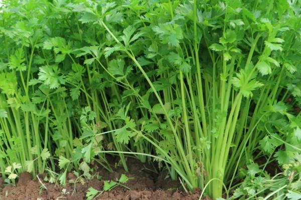 農村12種不長蟲不用打藥的家常菜，種下去就有得吃，你家有幾種？