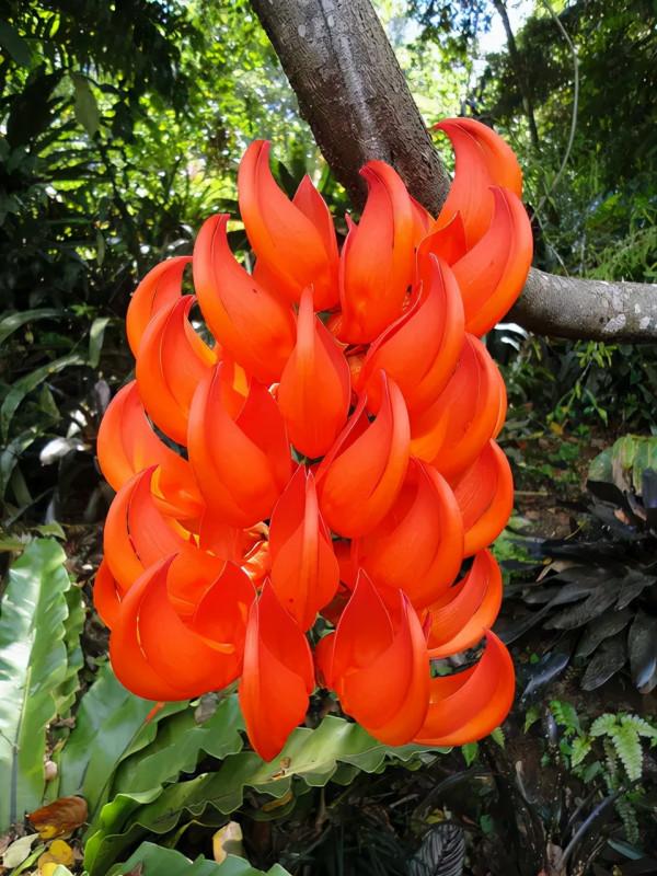 “吉祥花”紅玉藤,開花紅紅火火,還有旺財旺運好兆頭 “吉祥花”紅玉藤,開花紅紅火火,還有旺財旺運好兆頭