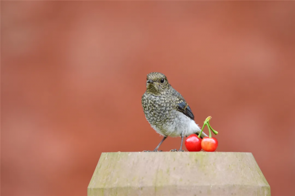 40+張大片!帶你領略這裡的“鳥禽圖鑑”! 40+張大片!帶你領略這裡的“鳥禽圖鑑”!