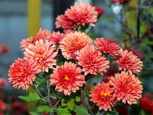 採菊東籬下、鬥霜傲雪圖