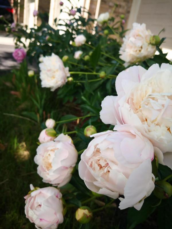 芍藥在渥太華的house前很普遍