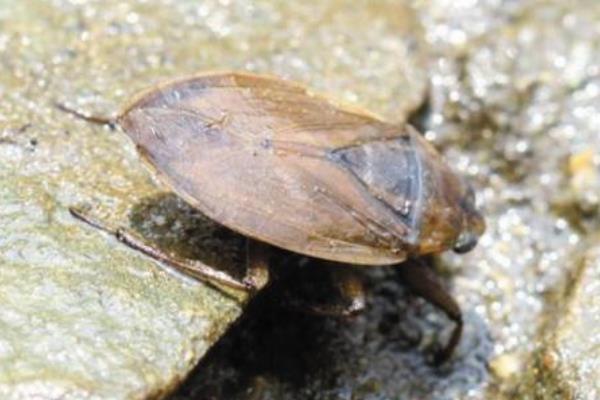 中國常見動植物(動物篇四)