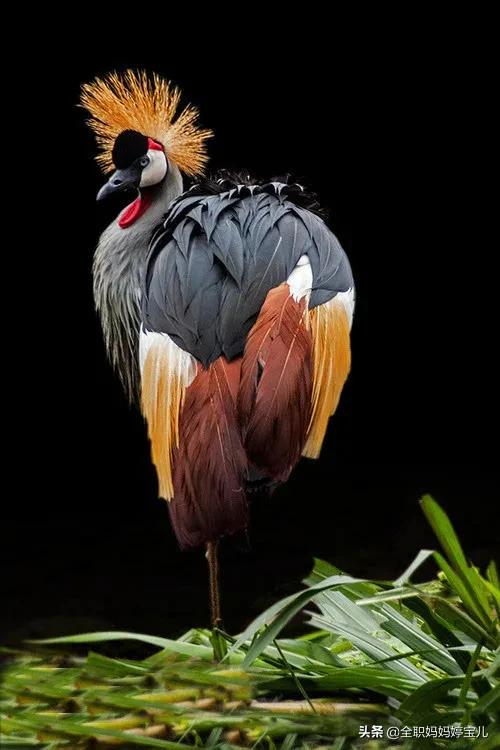 分享——稀奇古怪的鳥