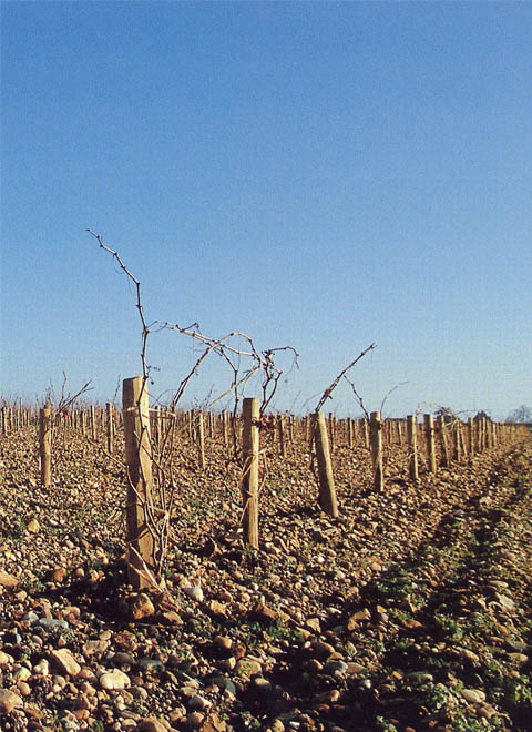 孕育出波爾多“酒王”的是什麼神仙產區？