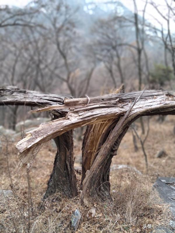 獨行泰山之走三梁