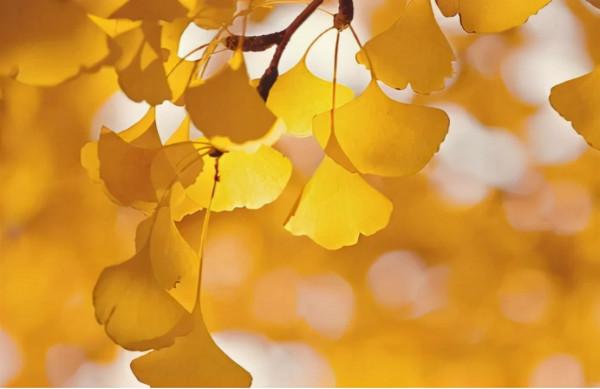 SHIAVE:西班牙天然植物系護膚,探索銀杏菁萃護膚“肌”密 SHIAVE:西班牙天然植物系護膚,探索銀杏菁萃護膚“肌”密