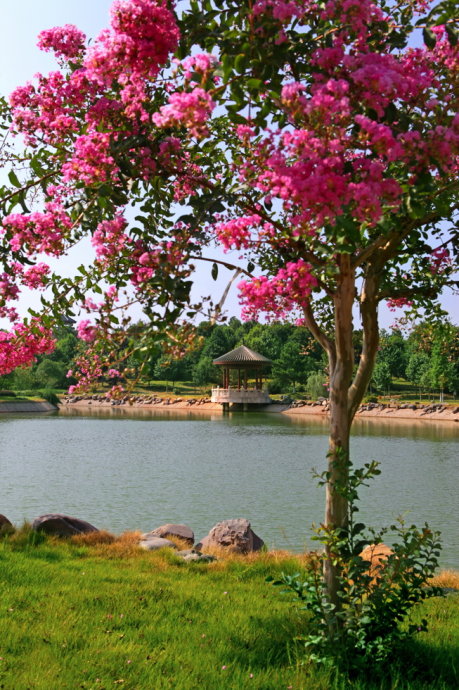 花卉欣賞、《奼紫嫣紅處處春》