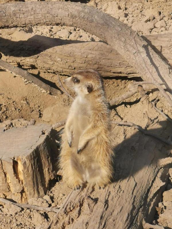 大紅燈籠高高掛