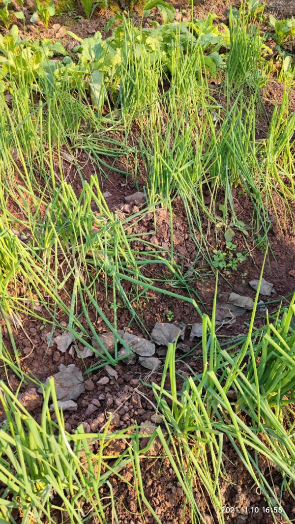 「美食」分享魚餚美味,保證“領導”吃了追著你去釣魚 「美食」分享魚餚美味,保證“領導”吃了追著你去釣魚