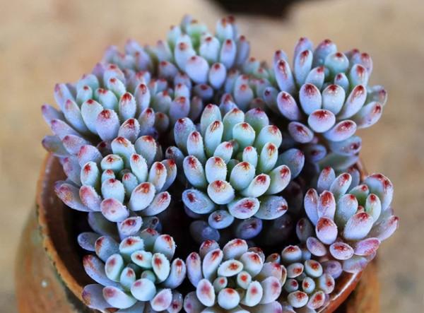 8種多肉顏值高,還帶有迷人香氣,肉友們養了幾種? 8種多肉顏值高,還帶有迷人香氣,肉友們養了幾種?