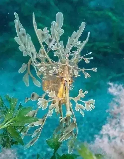 海洋中的大熊貓＿葉海龍