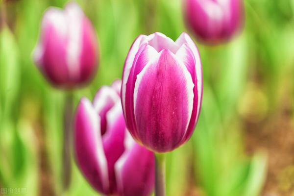 免疫力低的人，儘量少養5種花，瞭解一下有好處