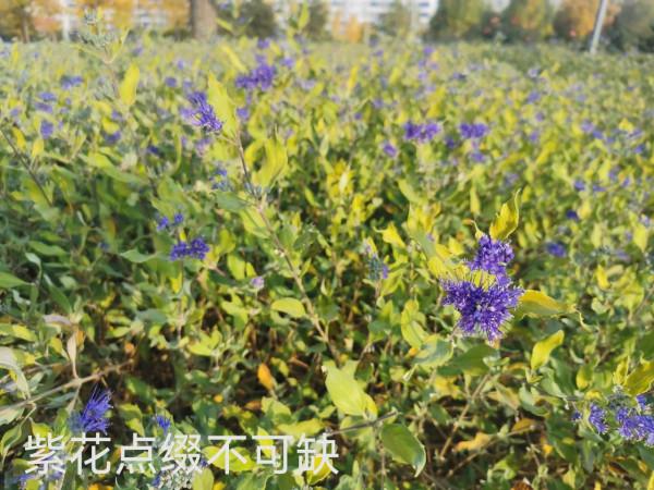 七彩之體育公園