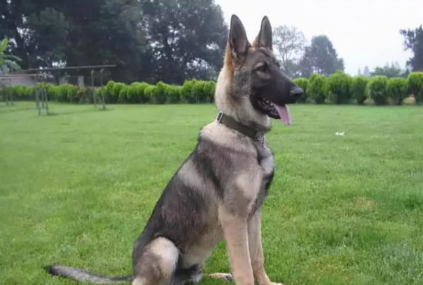 昆明犬這麼優秀,難怪那麼多人喜歡 昆明犬這麼優秀,難怪那麼多人喜歡