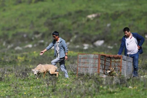 援藏幹部省吃儉用堅持喂狼,日久生情,遇險時,狼群感恩拼死相救 援藏幹部省吃儉用堅持喂狼,日久生情,遇險時,狼群感恩拼死相救