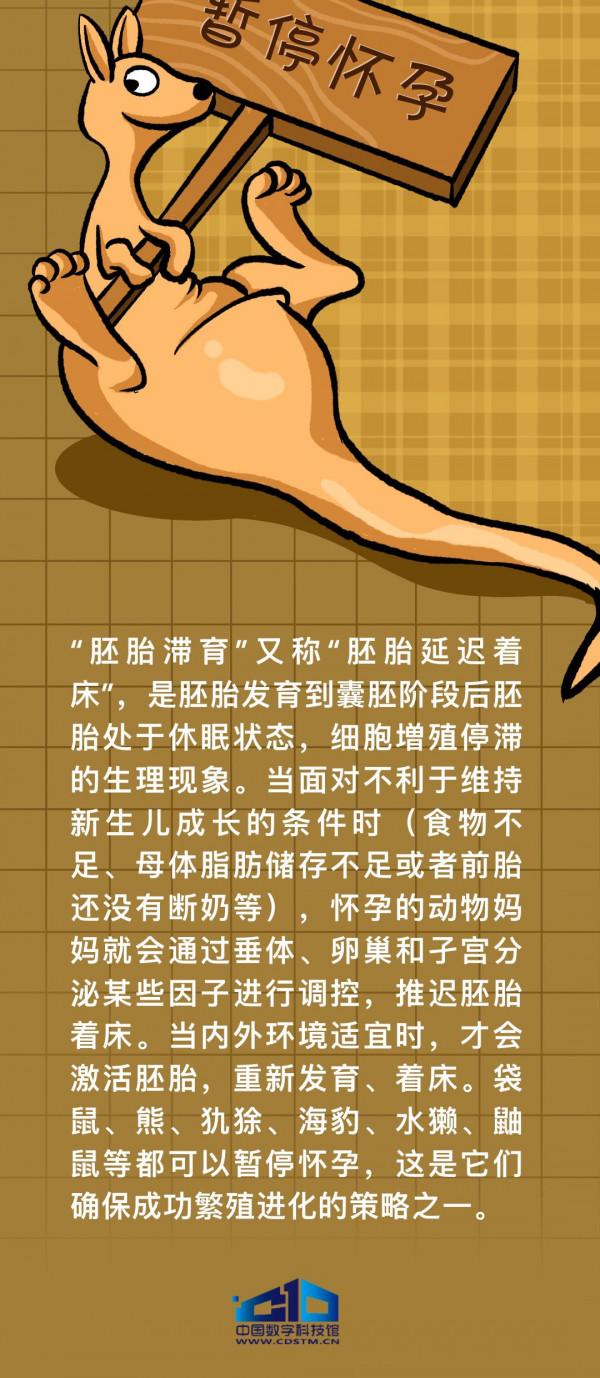 科學密探 | 這些動物懷孕居然能說停就停？