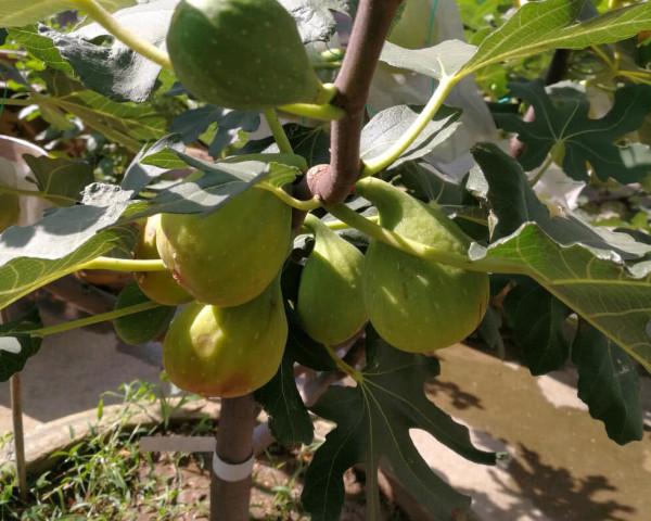 10種果樹，最適合在家裡養，隨便養幾棵，果子吃不完