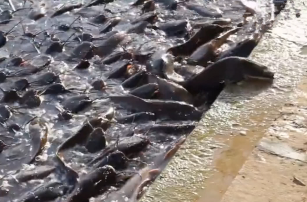 印度“母親河”鯰魚氾濫，想讓中國吃貨幫忙，我國網友：享受不起