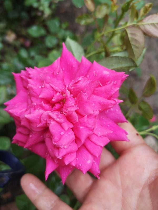 耐寒花清單，10種花能耐零下15度，秋冬養正合適