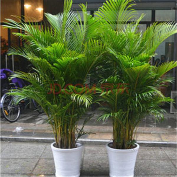 3種花,能養人,家裡客廳放一盆,越養越有貴氣!你家裡有幾盆? 3種花,能養人,家裡客廳放一盆,越養越有貴氣!你家裡有幾盆?