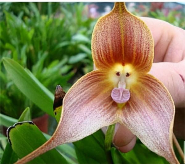 6種植物,長得特像小動物,惟妙惟肖又好養 6種植物,長得特像小動物,惟妙惟肖又好養