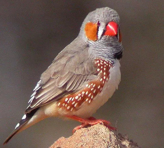 珍稀鳥兒60種，喜歡的來看了