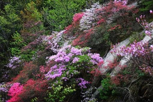 英山天馬寨杜鵑花海
