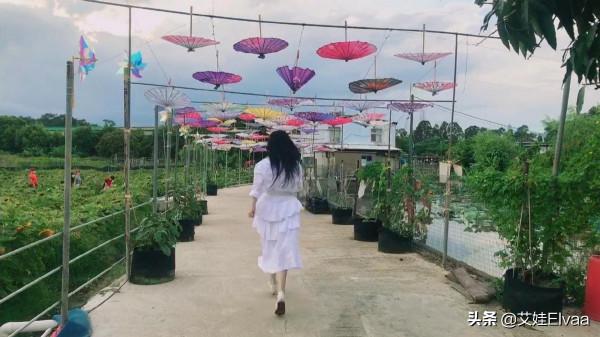 周慧敏久違登臺表演,穿荷葉裙體態似愛豆,四託一舉頭頂搶盡風頭 周慧敏久違登臺表演,穿荷葉裙體態似愛豆,四託一舉頭頂搶盡風頭