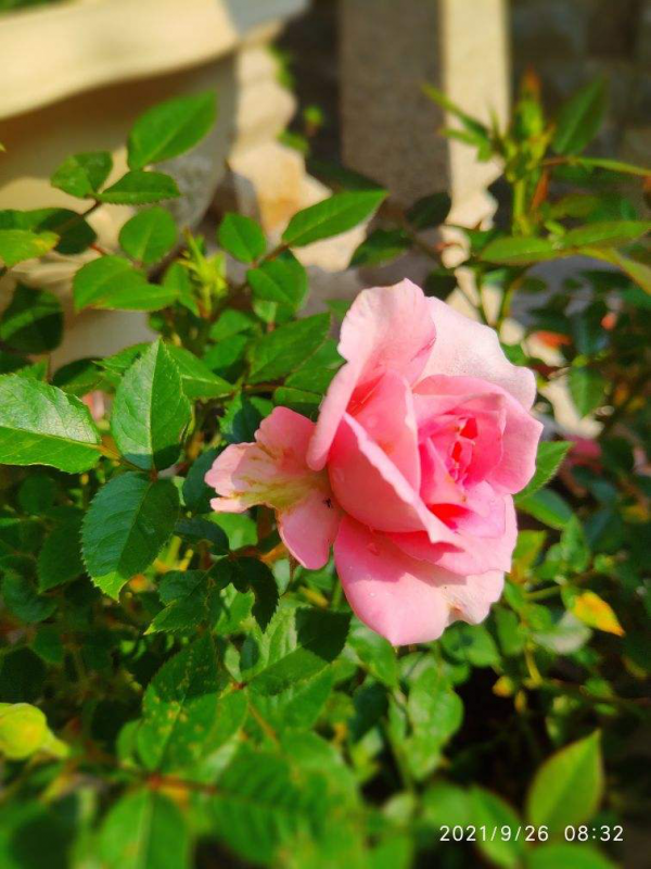 酸性土VS鹼性土,喜好不同,養花切記對症下藥 酸性土VS鹼性土,喜好不同,養花切記對症下藥