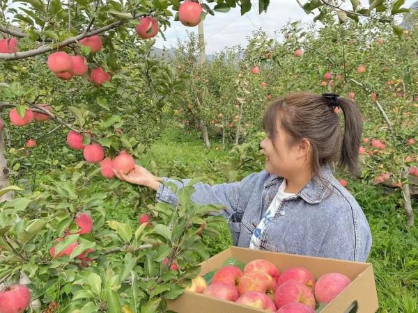 來下馬嶺，送給Ta秋天第一個蘋果