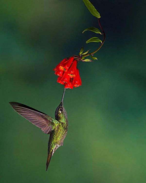愛紅花•愛甜蜜
