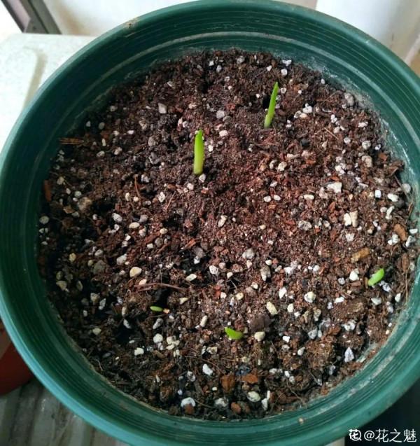 開花超香的香雪蘭，夏天葉子全黃了，挖出滿盆小球，大豐收