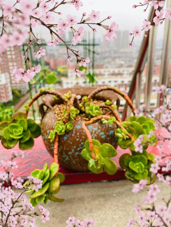 空中花園成就了我的夢想