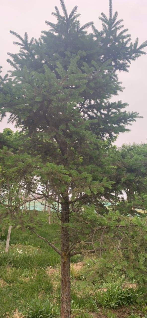 聖誕節快到了，家裡種棵清香的“聖誕樹”吧，小朋友看了很歡喜