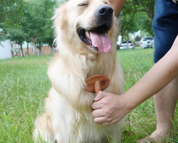 冬季養寵最大的煩惱——掉毛！掉毛！掉毛！該怎麼破？