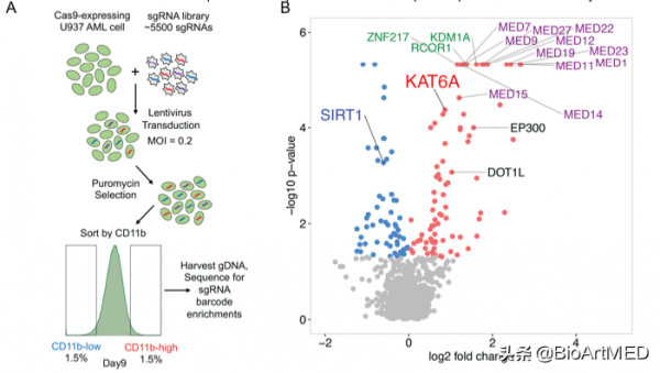 CD &vert; 組蛋白乙醯轉移酶KAT6A透過表觀遺傳促進AML關鍵基因的表達