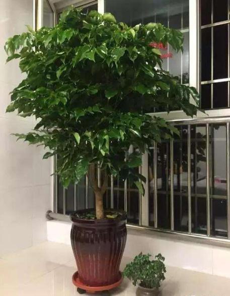 這&OpenCurlyDoubleQuote;3種&rdquo;樹，能長2米高，非常大氣上檔次，養一盆還讓身體健康