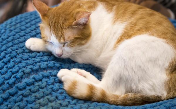 養寵物貓和田園貓，哪一個更“省心”？