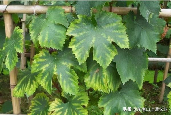 缺鈣新葉黃,缺鎂老葉黃,這是為什麼?“元素移動”必須瞭解一下 缺鈣新葉黃,缺鎂老葉黃,這是為什麼?“元素移動”必須瞭解一下