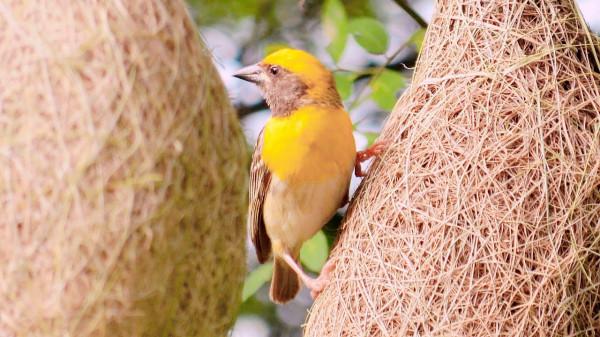 世界上第一大“鳥巢”，不在北京，而在非洲