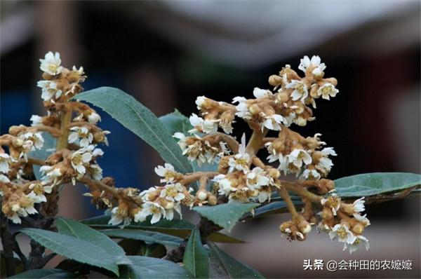 枇杷想要高產高量，冬季花期管理很重要