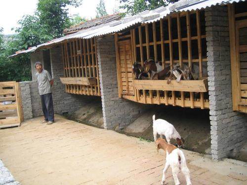 羊也要住樓！這種羊舍乾燥通風，非常適合地勢低的地方建來養羊