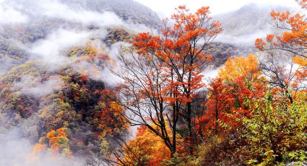 鄉愁似水，生活如火‖《朝向一朵花的盛開》，給你精神安個“家”