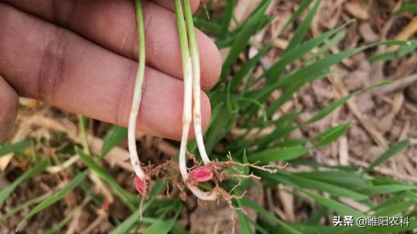 噻蟲嗪和吡蟲啉都是優秀的拌種劑,小麥拌種,到底選哪個好 噻蟲嗪和吡蟲啉都是優秀的拌種劑,小麥拌種,到底選哪個好