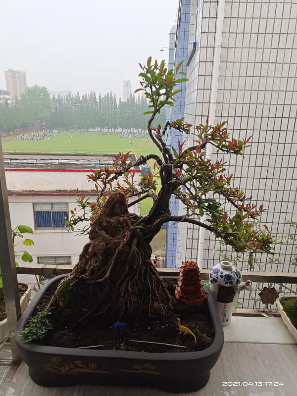 掌握6步養護，打造大氣又精緻的枸杞盆景