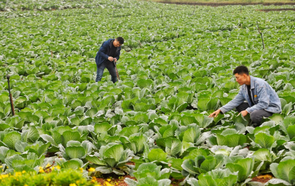 加碼淘特&amp;淘菜菜，阿里M2C模式發力下沉市場