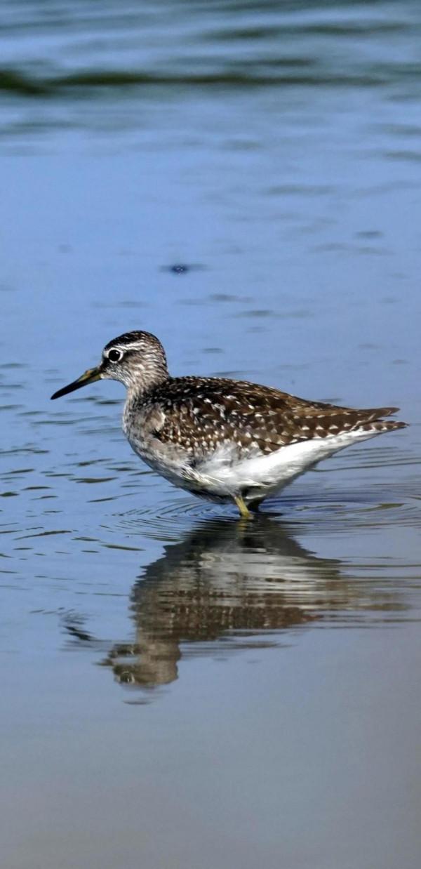 看看遼寧的野生鳥類 看看遼寧的野生鳥類