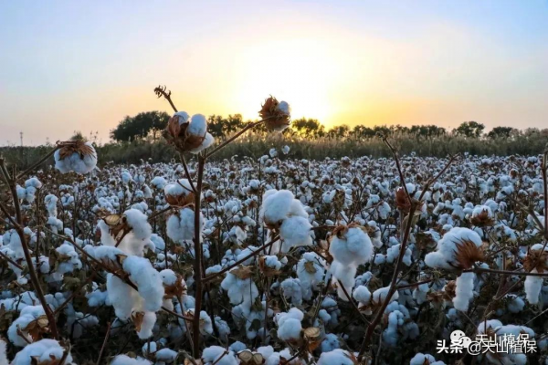 2021年棉花減產的原因及其表現,未來棉花產業的格局又是怎樣? 2021年棉花減產的原因及其表現,未來棉花產業的格局又是怎樣?